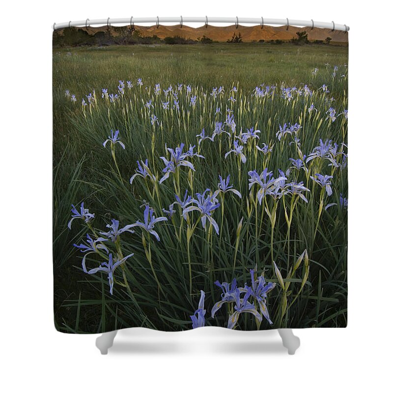 Plant Shower Curtain featuring the photograph Iris Field by John Shaw