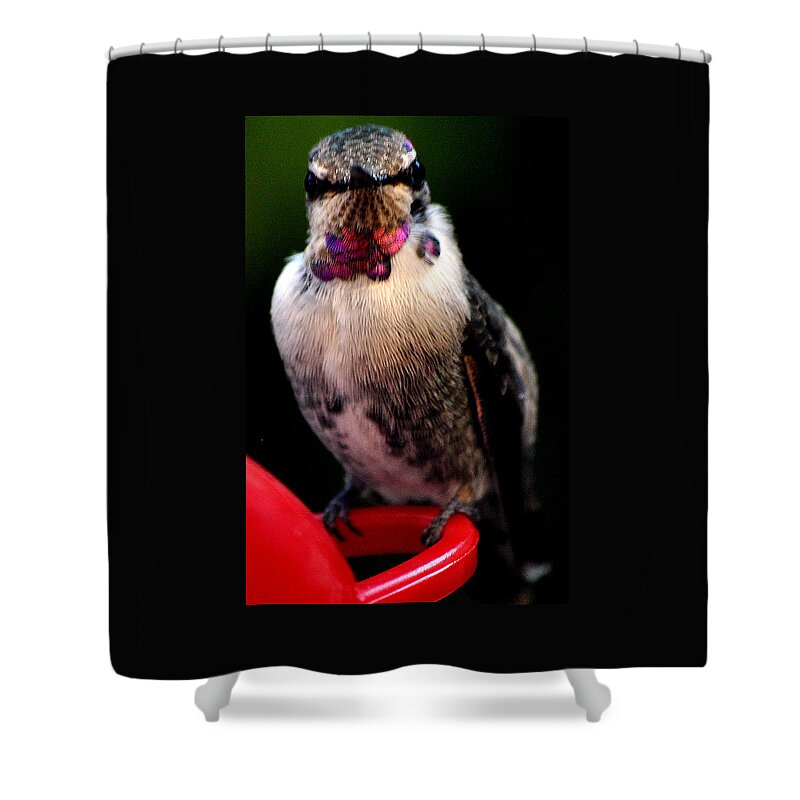 Hummingbird Shower Curtain featuring the photograph Is This Pose Alright With You by Jay Milo