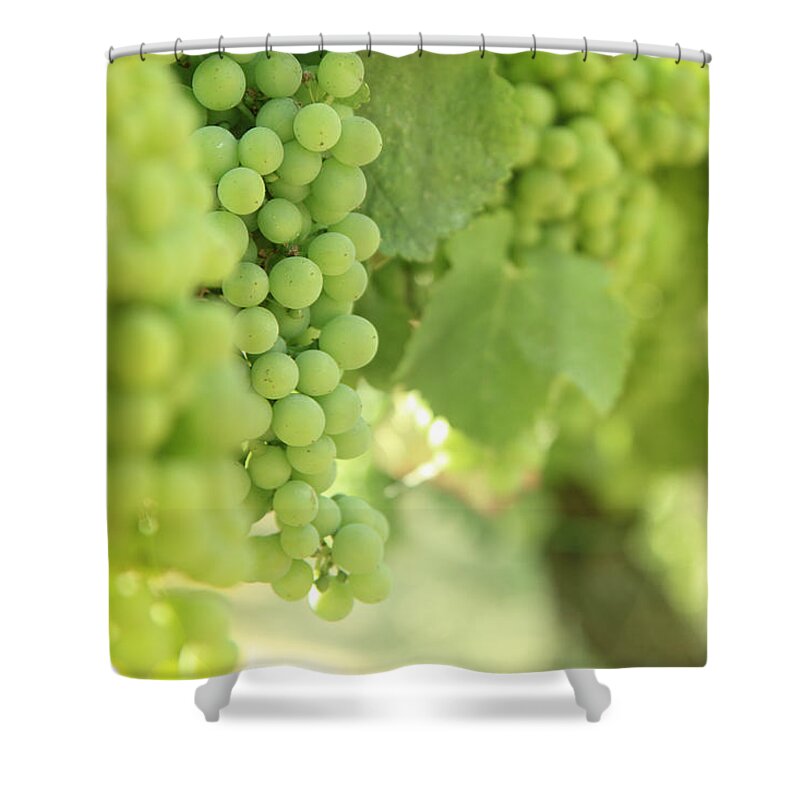 Alcohol Shower Curtain featuring the photograph Italian Spumante White Grapes by Tostphoto