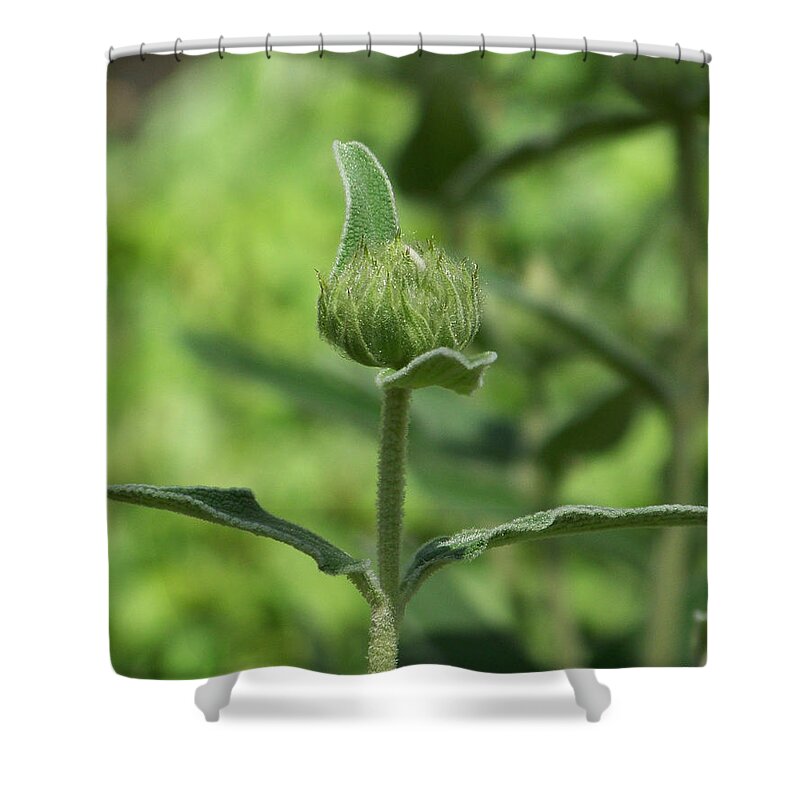 Plants Shower Curtain featuring the photograph Its a Green World by Kathy McClure