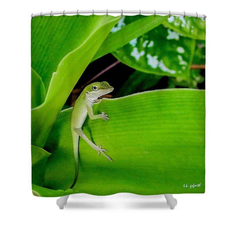 Lizard Shower Curtain featuring the photograph It's Easy Being Green Squared by TK Goforth