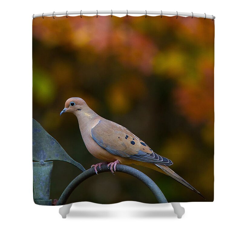 American Mourning Dove Shower Curtain featuring the photograph It's Fall Y'all by Robert L Jackson