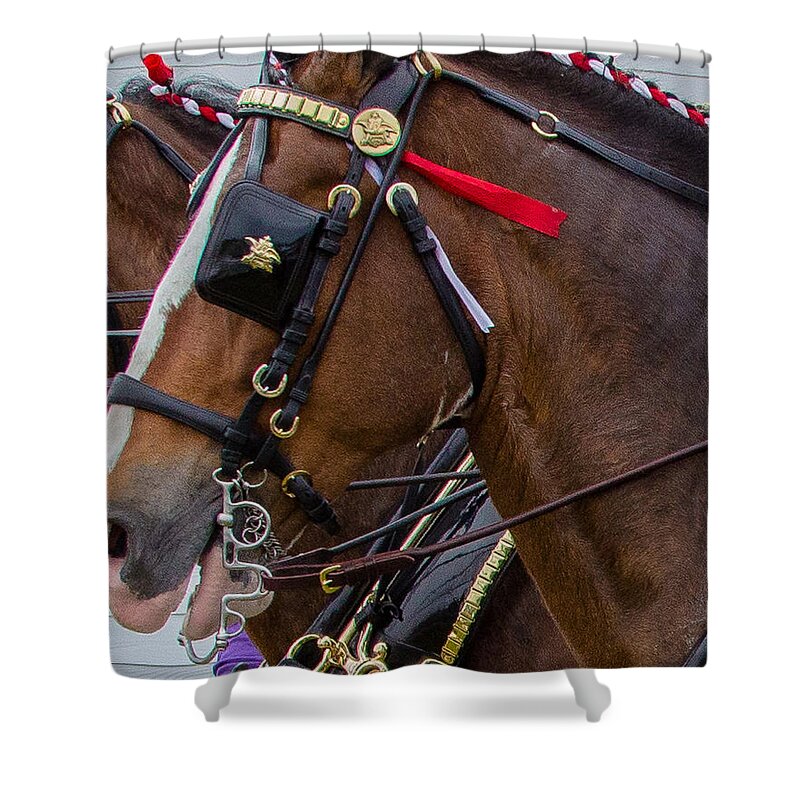 Budweiser Clydesdales Horses Shower Curtain featuring the photograph It's Pretty Horse Day by Robert L Jackson