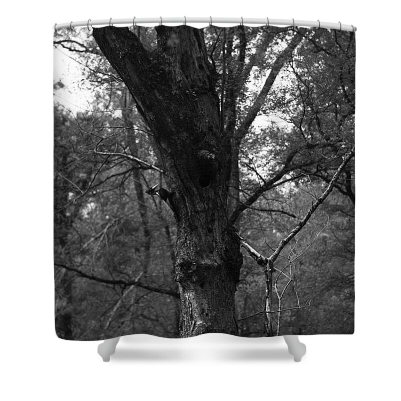 Bird Shower Curtain featuring the photograph Ivory-billed Woodpecker At Nest by James T. Tanner