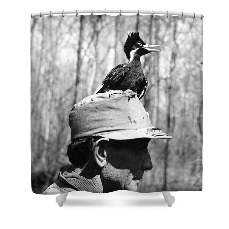 Bird Shower Curtain featuring the photograph Ivory-billed Woodpecker Nestling by James T. Tanner