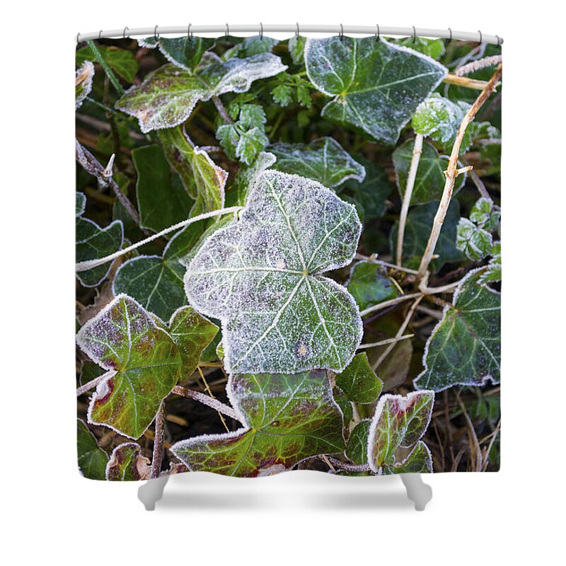 Ivy Shower Curtain featuring the photograph Ivy leaves by Spikey Mouse Photography