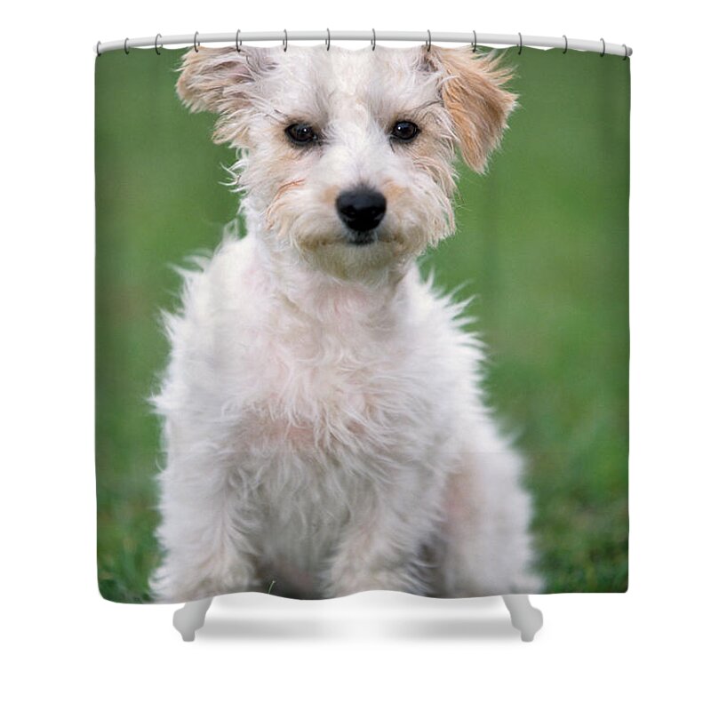Dog Shower Curtain featuring the photograph Jack Russell Terrier Mix Puppy by Johan De Meester