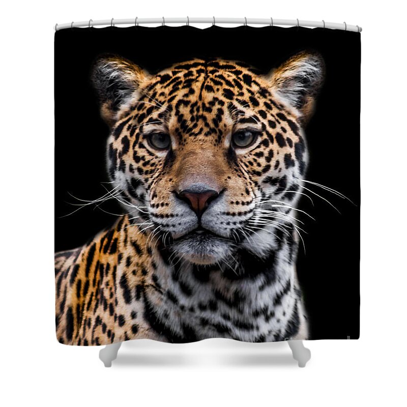 Jaguar Shower Curtain featuring the photograph Jaguar A four by Ken Frischkorn