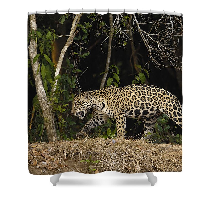 Feb0514 Shower Curtain featuring the photograph Jaguar Cuiaba River Brazil by Pete Oxford