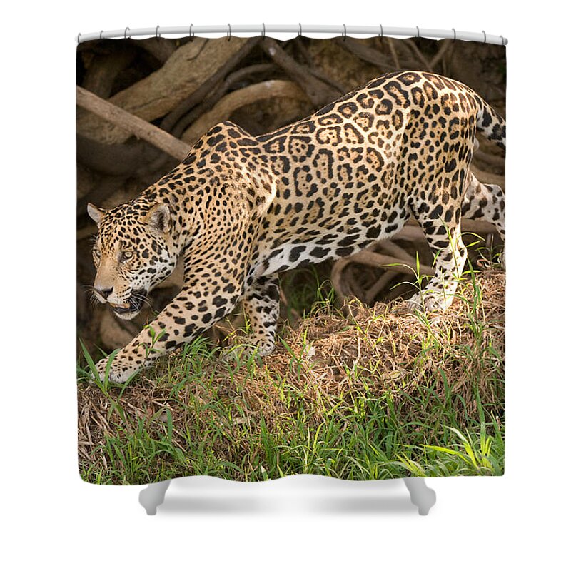 Photography Shower Curtain featuring the photograph Jaguar Panthera Onca Foraging by Panoramic Images