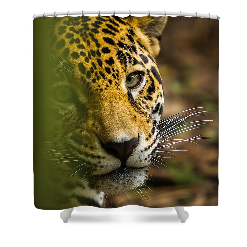 Jaguar Shower Curtain featuring the photograph Jaguar by Raul Rodriguez