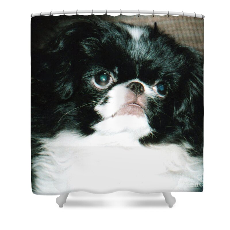 Japanese Chins Shower Curtain featuring the photograph Japanese Chin Puppy Portrait by Jim Fitzpatrick