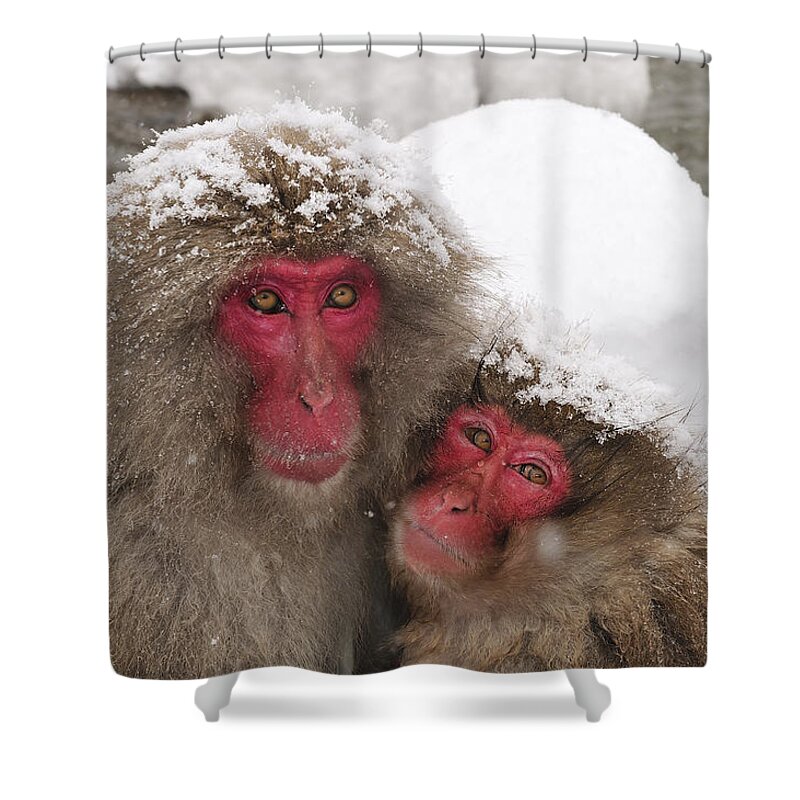 Thomas Marent Shower Curtain featuring the photograph Japanese Macaque Pair Jigokudani Nagano by Thomas Marent