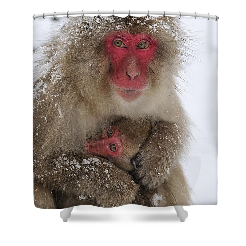 Thomas Marent Shower Curtain featuring the photograph Japanese Macaque Warming Baby by Thomas Marent