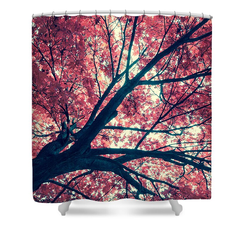 Autumn Shower Curtain featuring the photograph Japanese Maple - Vintage by Hannes Cmarits