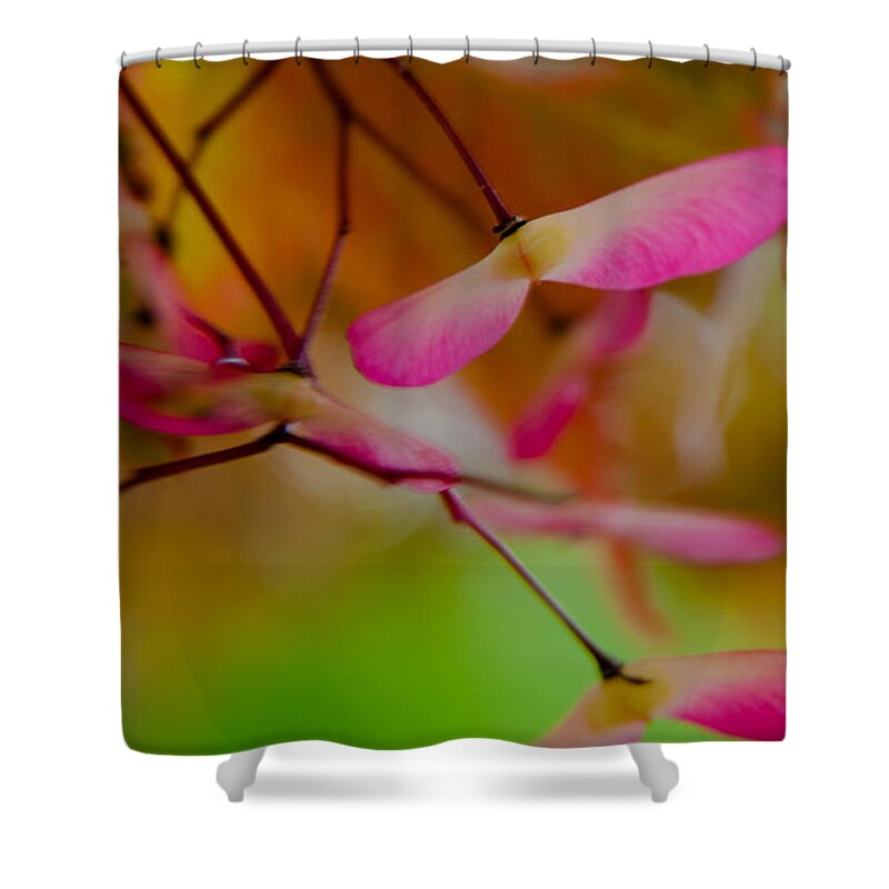 Japanese Maple Shower Curtain featuring the photograph Japanese Maple Seedling by Brenda Jacobs
