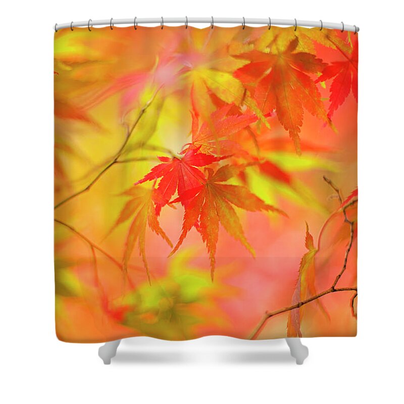 Tranquility Shower Curtain featuring the photograph Japanese Maple Tree Leaves - Acer by Jacky Parker Photography