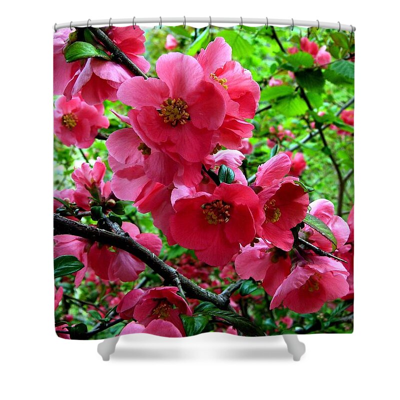 Japonica Blossoms Shower Curtain featuring the photograph Japonica Blossoms by Will Borden
