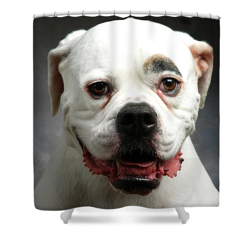 Dog Shower Curtain featuring the photograph Jasper by Robert Dann