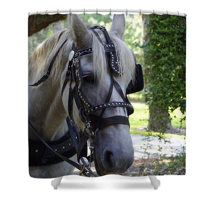 Horse And Buggy Shower Curtain featuring the photograph Jekyll Horse by Laurie Perry