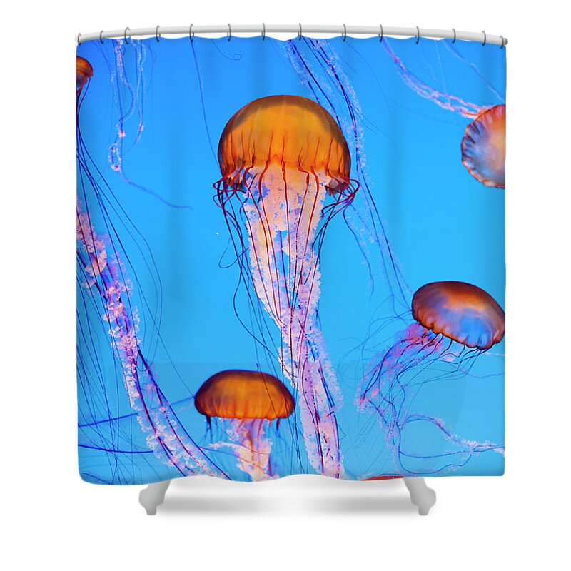 Underwater Shower Curtain featuring the photograph Jellyfish by Adamkaz