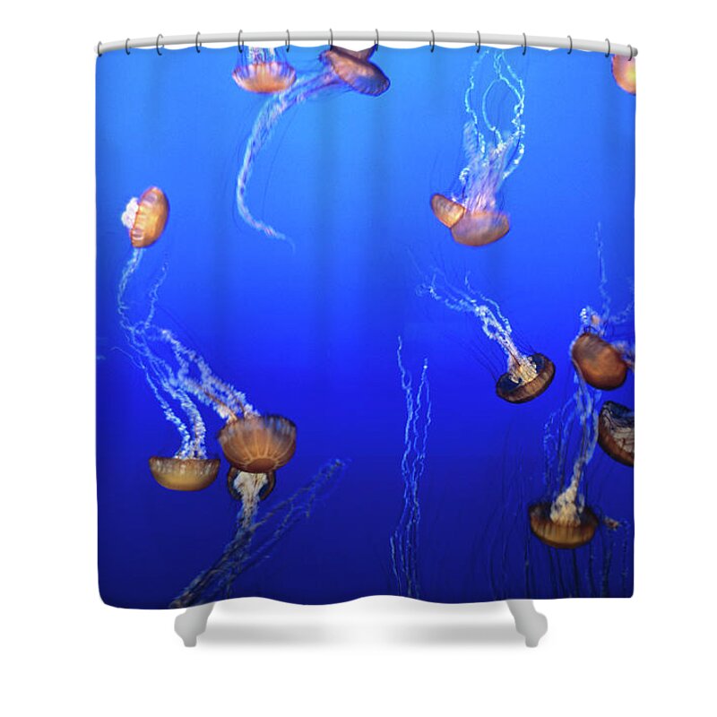 Monterey Bay Aquarium Shower Curtain featuring the photograph Jellyfish In Monterey Bay Aquarium by Holger Leue