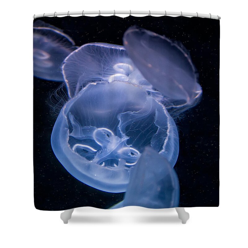 Fish Shower Curtain featuring the photograph Jellyfish by Tim Stanley
