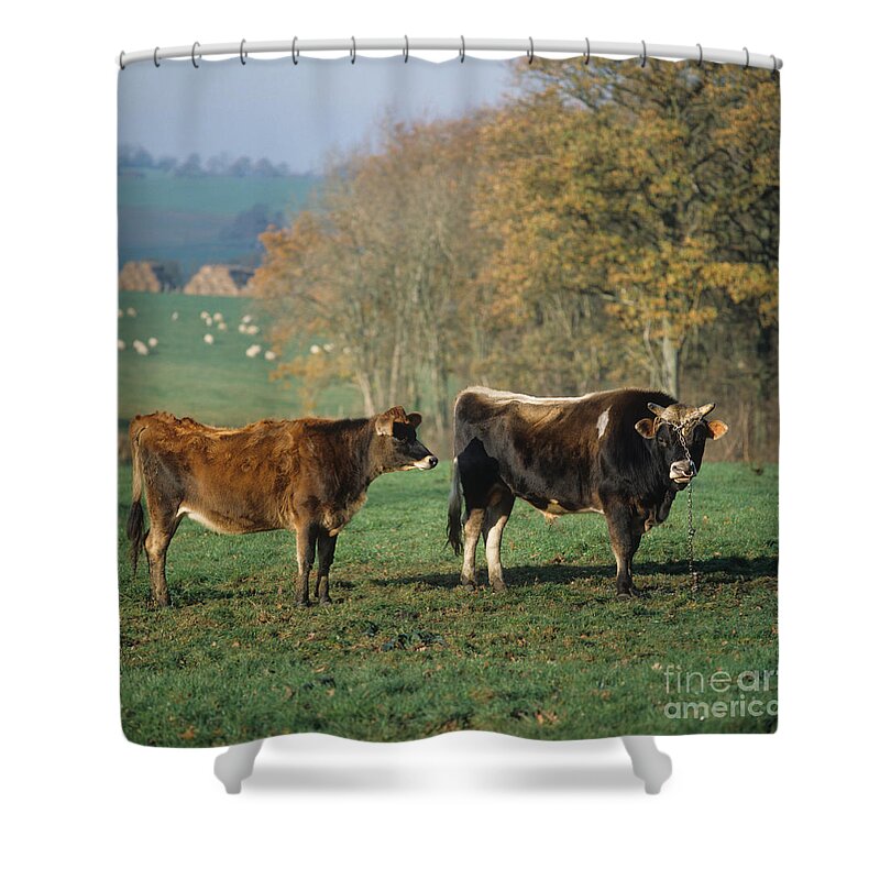 Jersey Cow Shower Curtain featuring the photograph Jersey Bull And Heifer by Nigel Cattlin