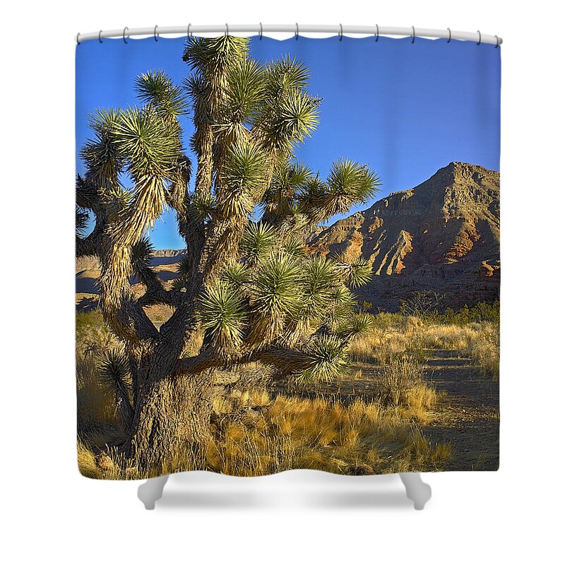 Feb0514 Shower Curtain featuring the photograph Joshua Tree With The Virgin Mts Arizona by Tim Fitzharris