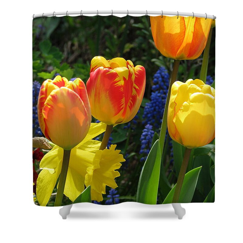 Tulips Shower Curtain featuring the photograph Jubilance by Rory Siegel