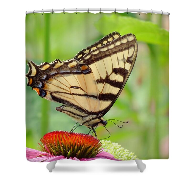 Tiger Swallowtail Butterfly Shower Curtain featuring the photograph July Swallowtail by MTBobbins Photography