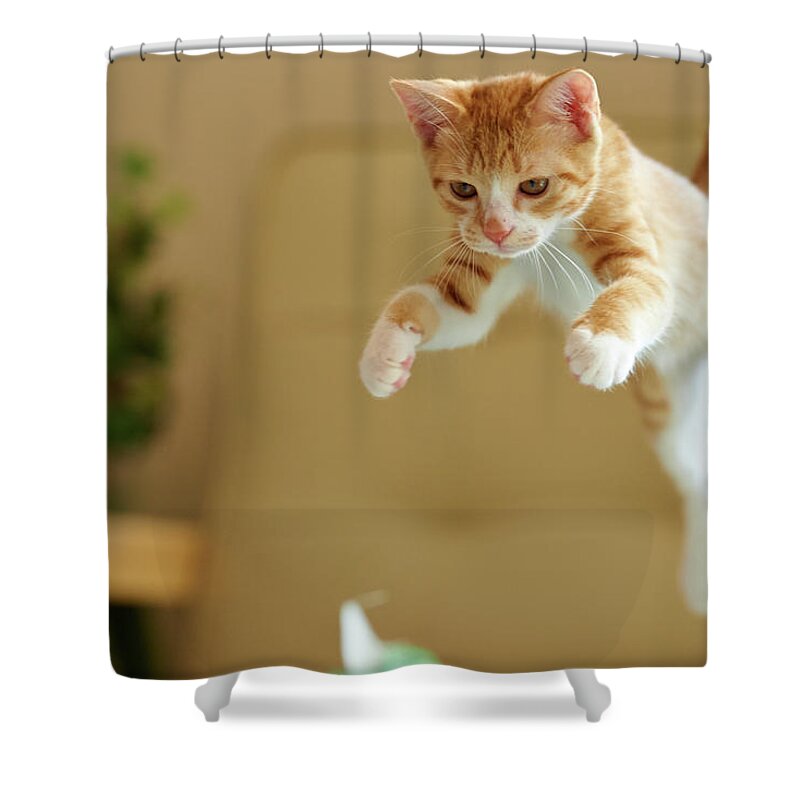 Pets Shower Curtain featuring the photograph Jumping Ginger Kitten by Akimasa Harada