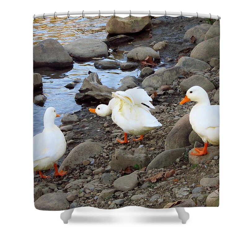 Ducks Shower Curtain featuring the photograph Just Being Silly by Cynthia Clark
