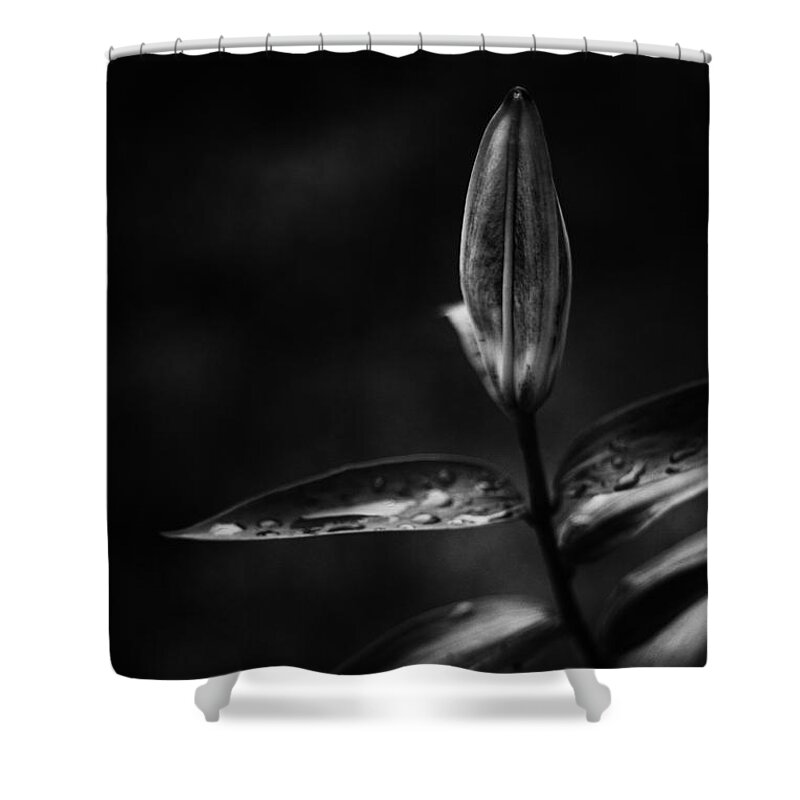Oriental Day Lily Shower Curtain featuring the photograph Just One by Ben Shields