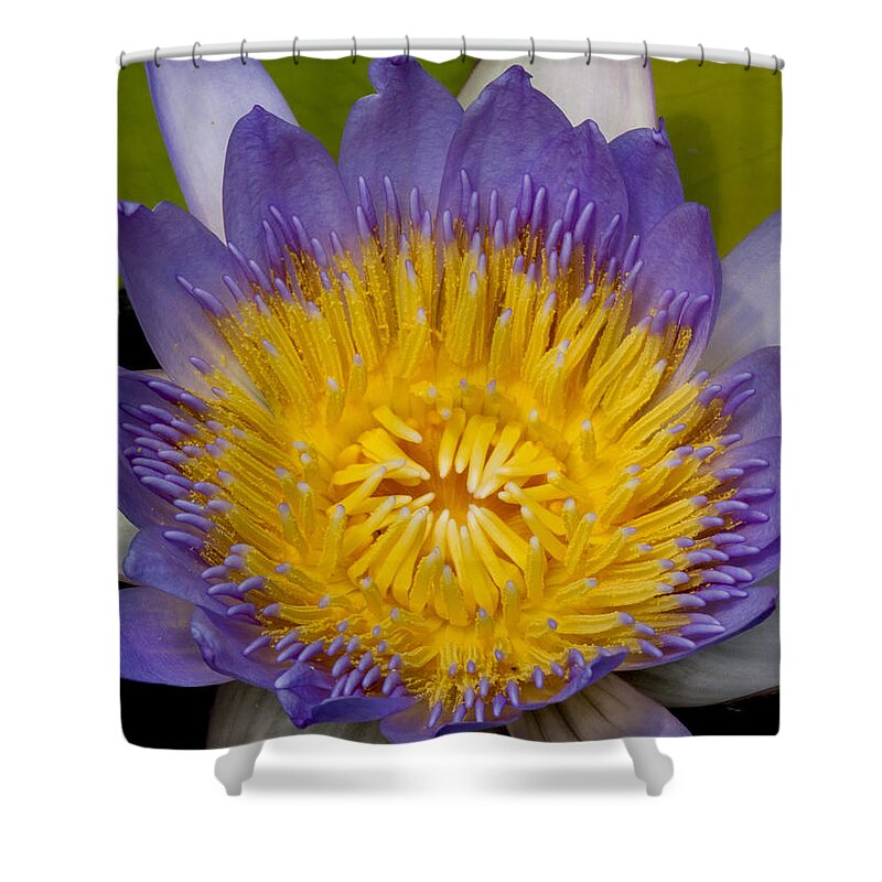 Water Shower Curtain featuring the photograph Just Opening Purple and Yellow Waterlily by Jean Noren