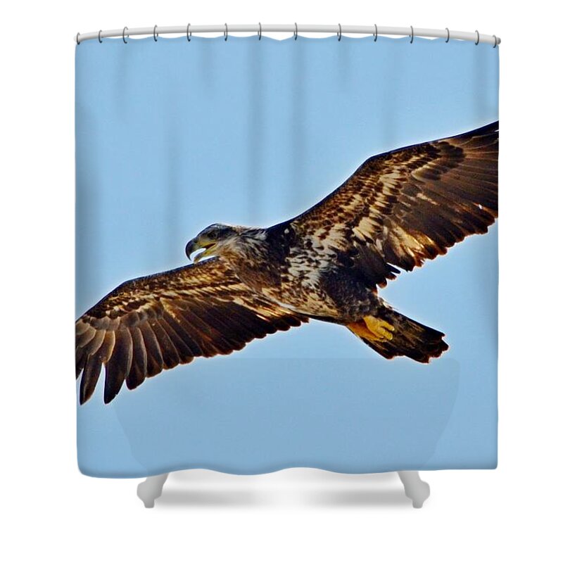 Juvenile Shower Curtain featuring the photograph Juvenile Bald Eagle In Flight Close Up by Jeff at JSJ Photography