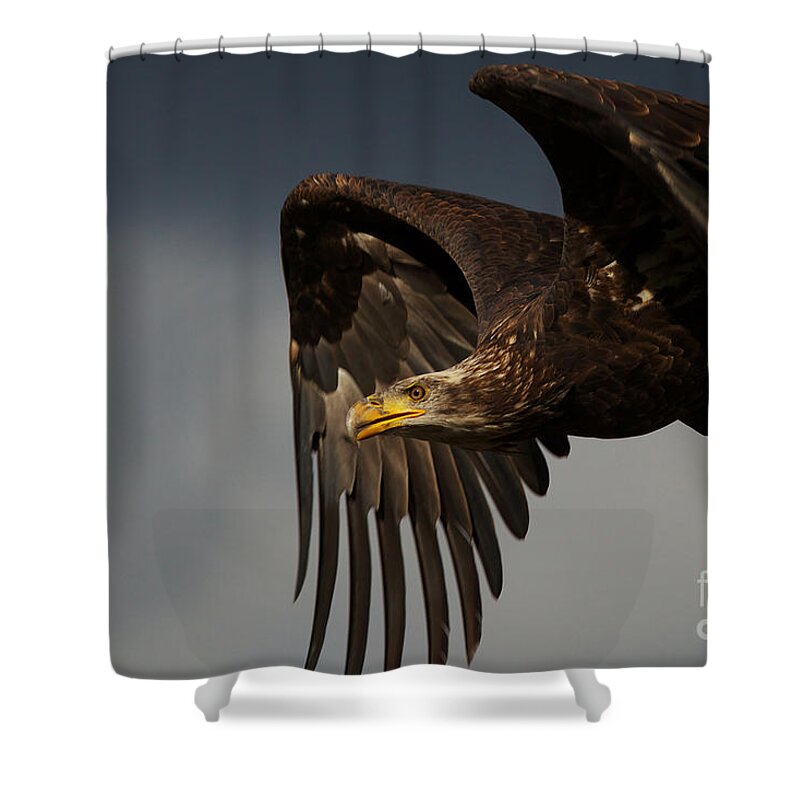 Juvenile Shower Curtain featuring the photograph Juvenile bald eagle in flight by Nick Biemans