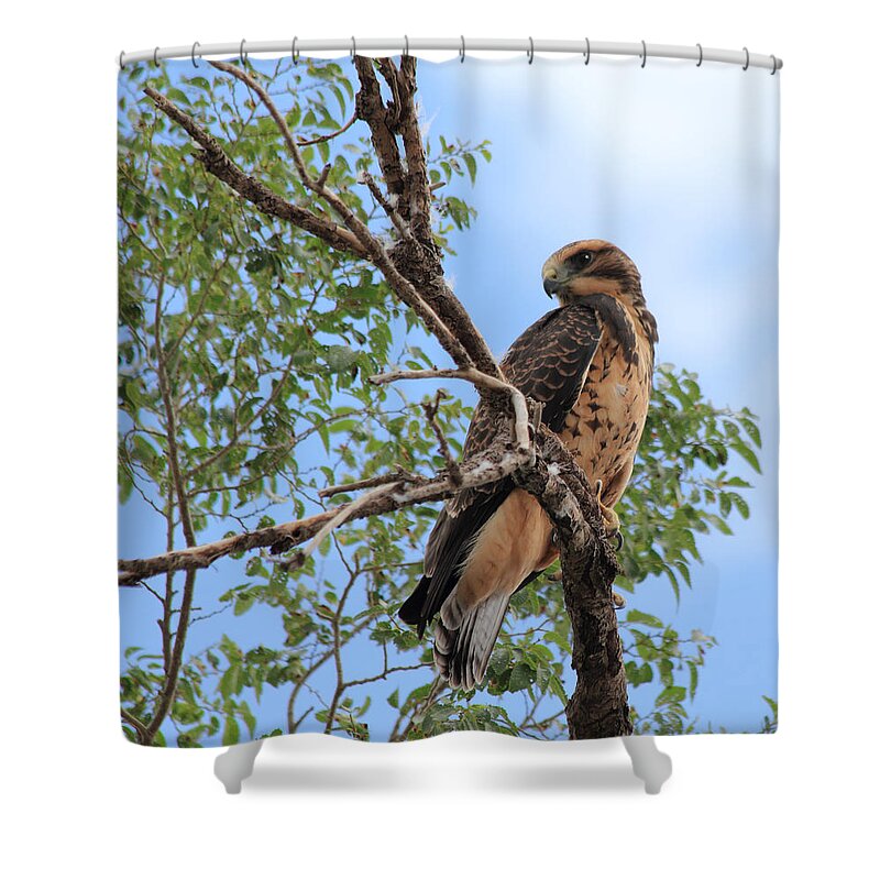 Hawk Shower Curtain featuring the photograph Juvenile Hawk by Shane Bechler
