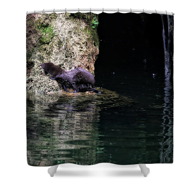 Mink Shower Curtain featuring the photograph Juvenile Mink at Cove Creek by Michael Dougherty