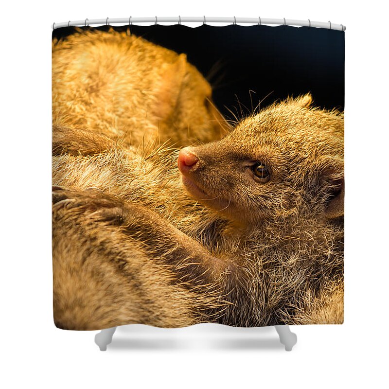 Mongoose Shower Curtain featuring the photograph Juvenile Mongoose by Andreas Berthold