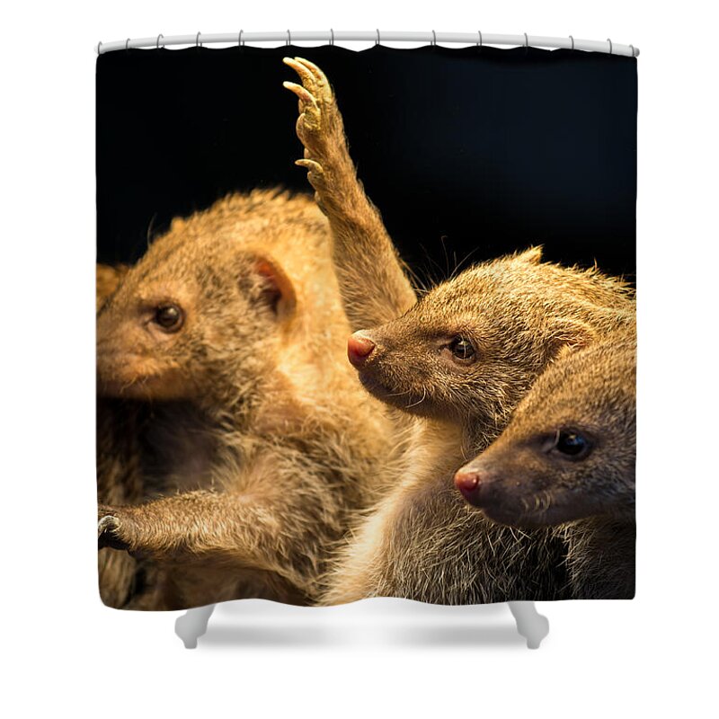 Mongoose Shower Curtain featuring the photograph Juvenile Mongooses by Andreas Berthold