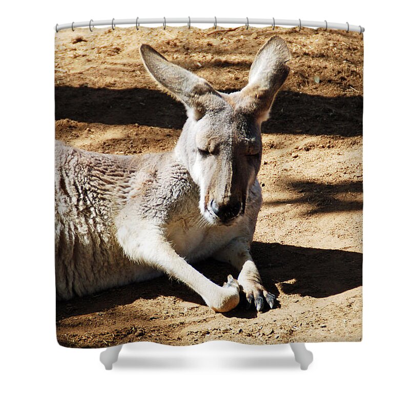 Kangaroo Shower Curtain featuring the photograph Kangaroo by Aimee L Maher ALM GALLERY