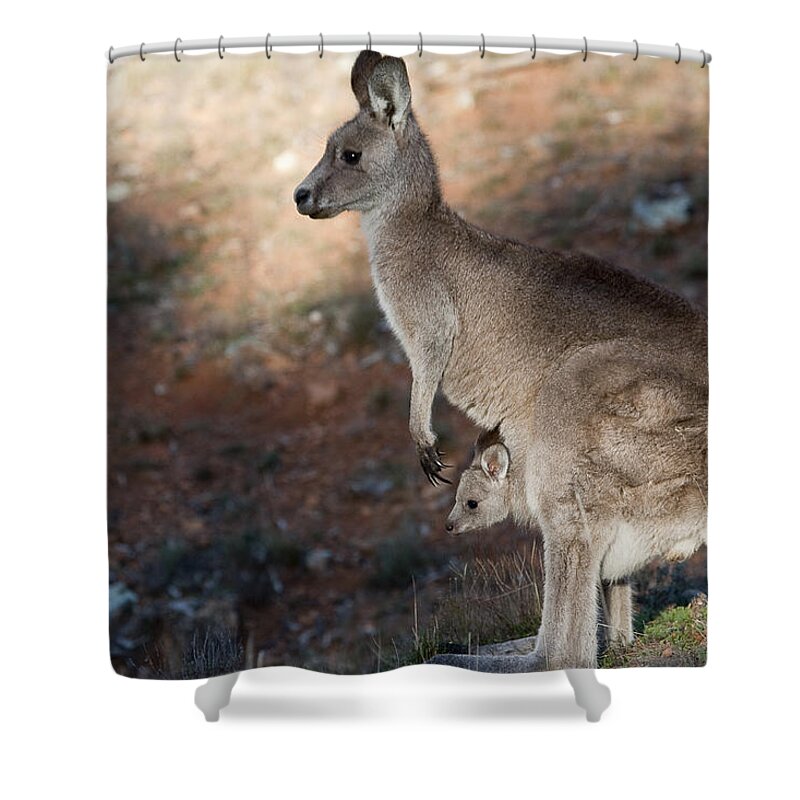 Australia Shower Curtain featuring the photograph Kangaroo and joey by Steven Ralser