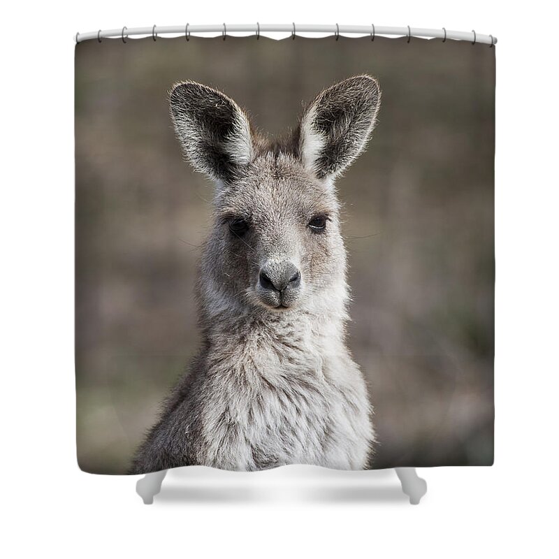 Australia Shower Curtain featuring the photograph Kangaroo by Steven Ralser