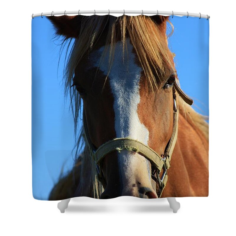 Horse Shower Curtain featuring the photograph Kansas Horse Potrait Red and White by Robert D Brozek