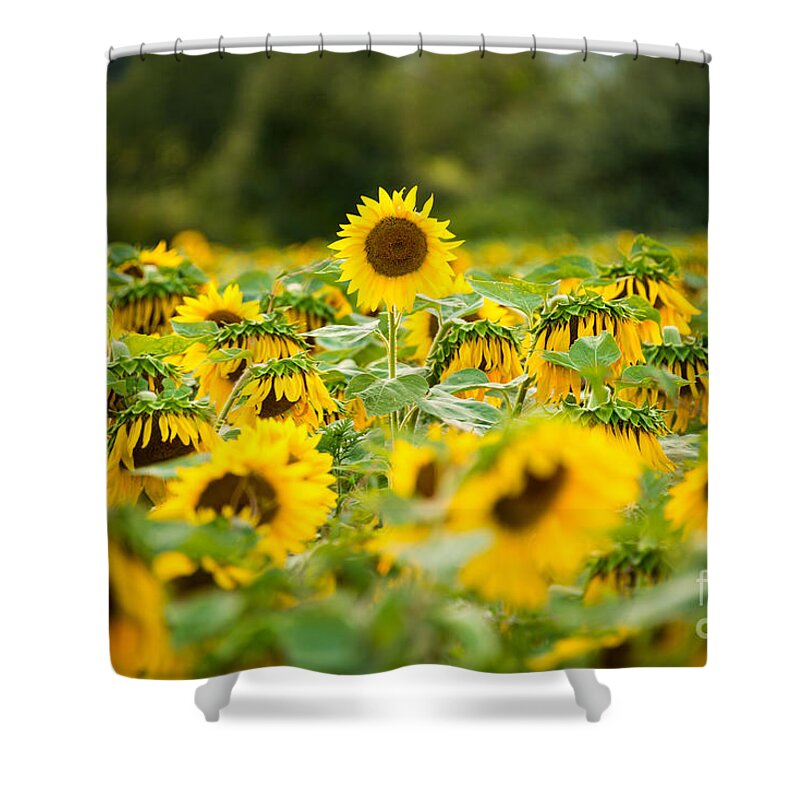 Sunflower Sunset Shower Curtain featuring the photograph Keep Your Head Up by Michael Ver Sprill