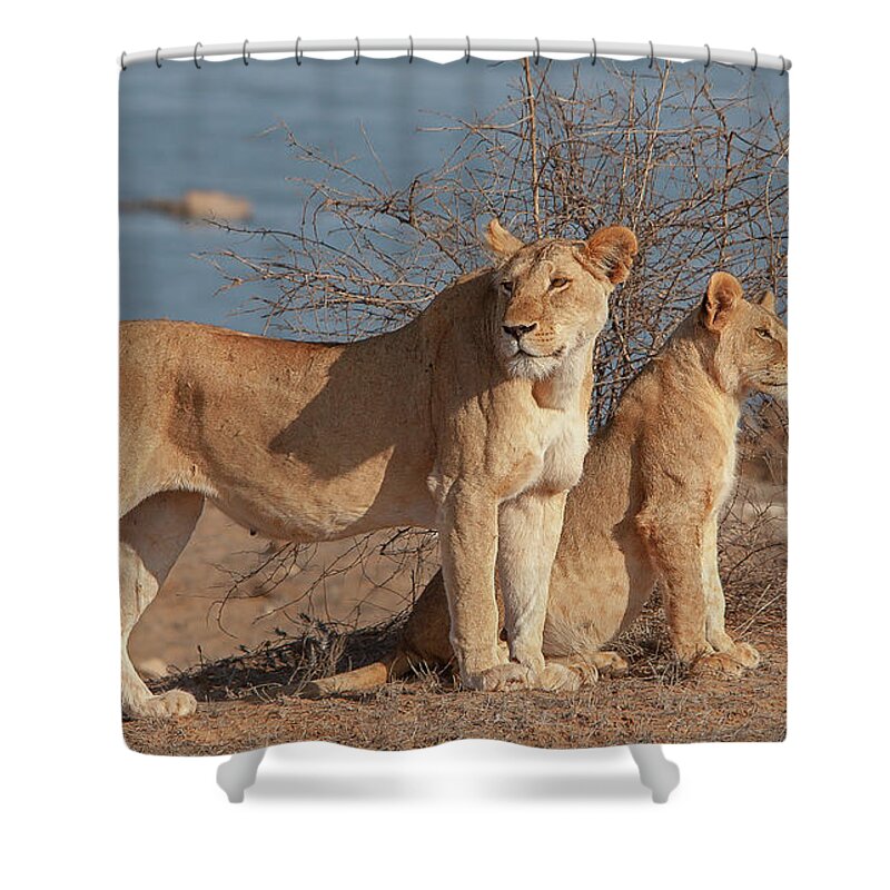 Kenya Shower Curtain featuring the photograph Kenya by Manuelo Bececco Global Nature Photographer