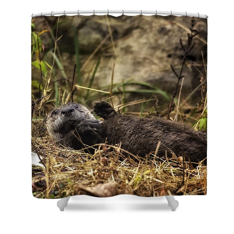 Otter Shower Curtain featuring the photograph Kickin' Back by Michael Dougherty