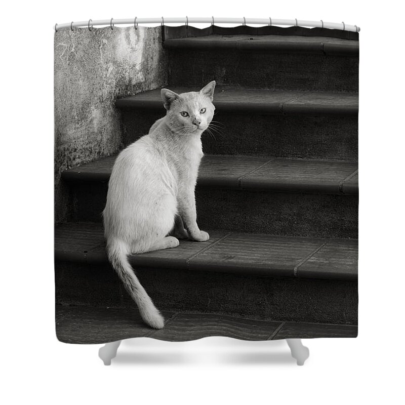 Cat Shower Curtain featuring the photograph Kimba by Laura Melis