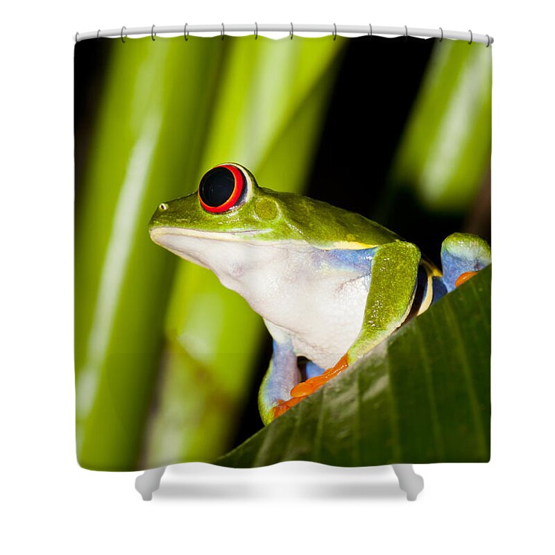 Costa Rica Shower Curtain featuring the photograph King of My Domain by F Innes - Finesse Fine Art